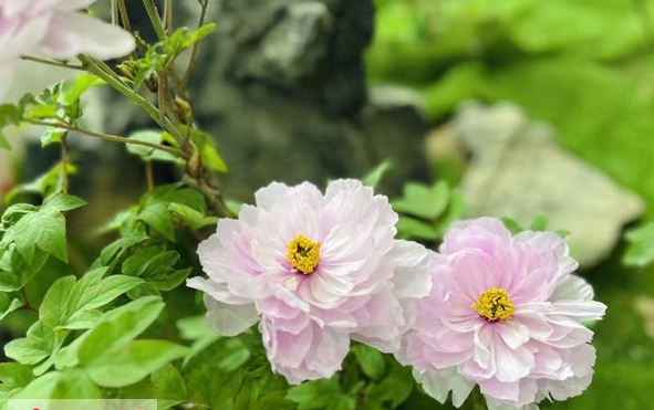 1775262229205085.png 微信图片_2026-04-04_082125_686.png